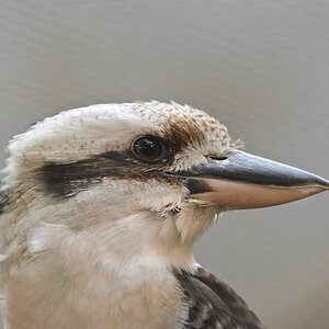 20111120 7337 [NIKON D7000] 200 mm,1 125 Sek. bei ƒ   2,8