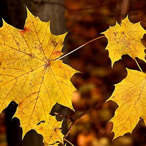 Herbst01
