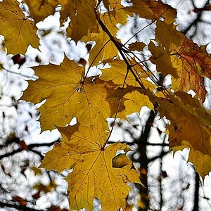Herbst02