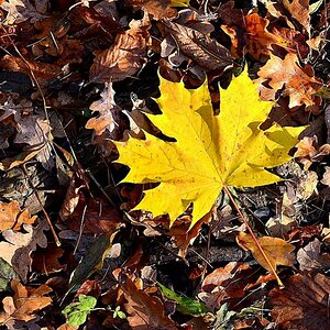 Herbst03