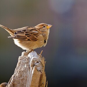 20111210 1784 [NIKON D3] 600 mm,1 200 Sek. bei ƒ   6,3