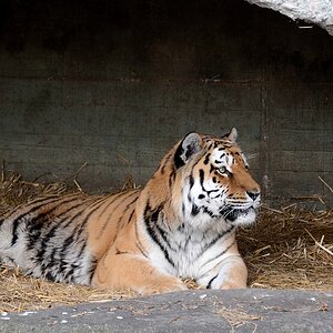 Tiger4 scale