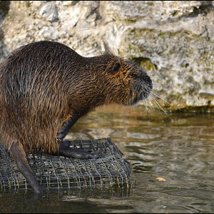 Biber oder Ratte putzt sich