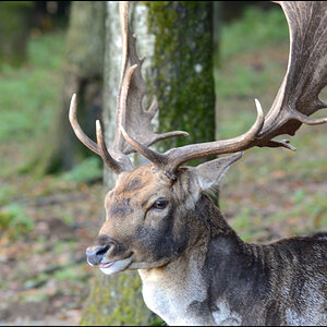 Dammhirsch