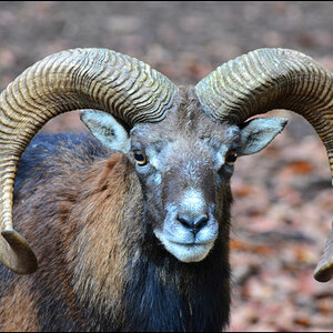 Mufflon hammel