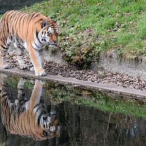Tiger2 scale