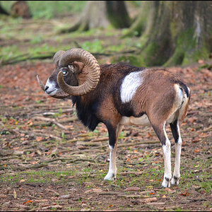 Mufflon von links