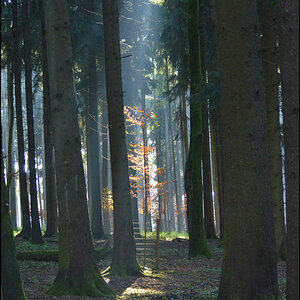 Wald