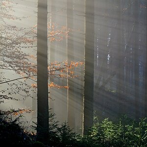 Im Wald