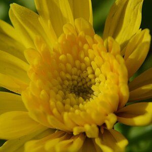 makro mit nahlinse 02