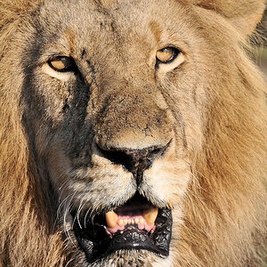 Der Sohn von Big John.
Kafue Nationalpark
6491