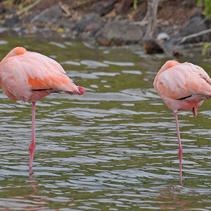 Flamingos in der Lagune von Rabida
