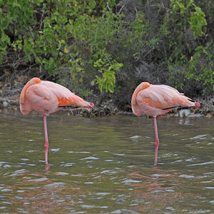 Flamingos in der Lagune von Rabida