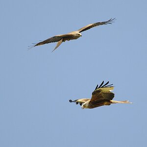 Rote Milane (Milvus milvus)