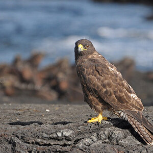 Galapagos-Bussard vor Meerechsen auf der Isla Santiago
