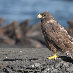 Galapagos-Bussard vor Meerechsen