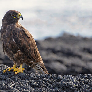 Galapagos-Bussard