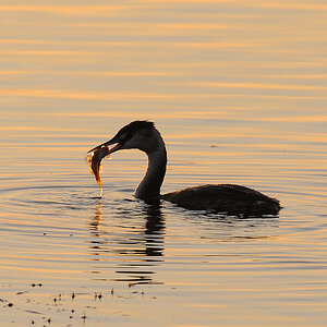 Haubentaucher Podiceps cristatus)