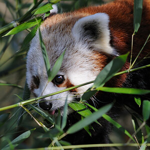 kleiner Pandabär 1
Tiergarten Nürnberg