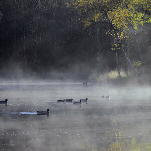 Herbstenten3