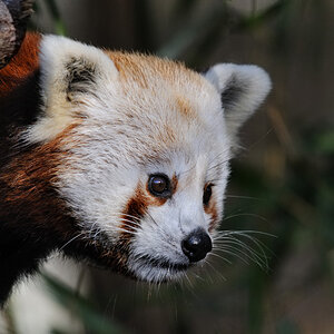 kleiner Pandabär 2
Tiergarten Nürnberg