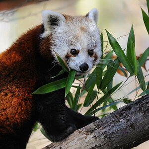 kleiner Pandabär 3
Tiergarten Nürnberg