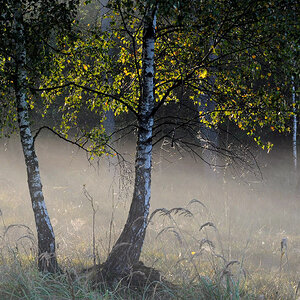 Nebel3