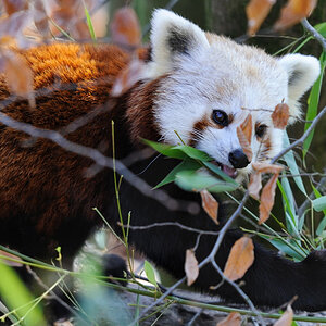 kleiner Pandabär 4
Tiergarten Nürnberg