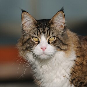 katze5