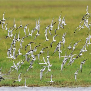 acomp Kenia 20111012 03267