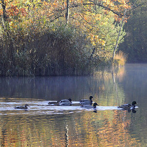 Herbstenten1