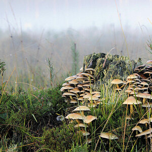 Pilze1