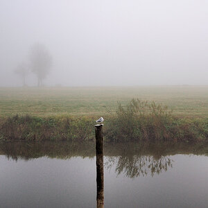 Nebel