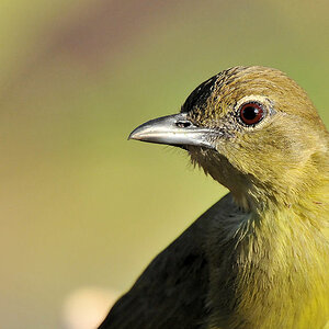 Gelbbauchbülbül (Yellow-bellied Greenbul)
auf dem Frühstückstisch in
Musanza, Kafue Nationalpark, Sambia
7387
