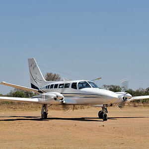 Buschflieger in Lufupa, Kafue
5903