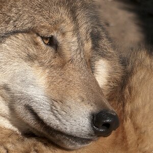 Wolf - Zoo Zürich