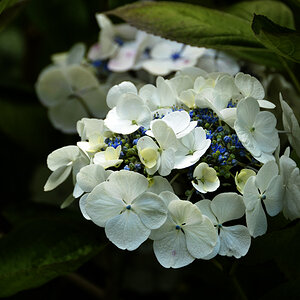 Falmouth, Glendurgan Garden, Blüte
