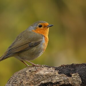 robin 9544 hf