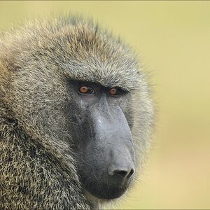 acomp Kenia 20111012 03094