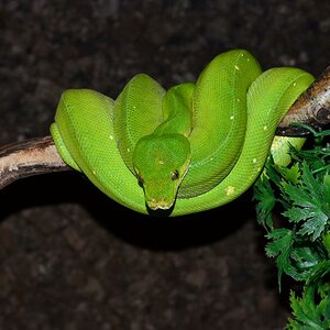 chondro 20%