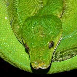 chondro 100%