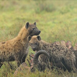 acomp Kenia 20111012 02479