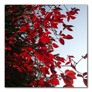 2011 herbst sam