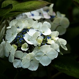 Falmouth, Glendurgan Garden, Blüte, gespiegelt