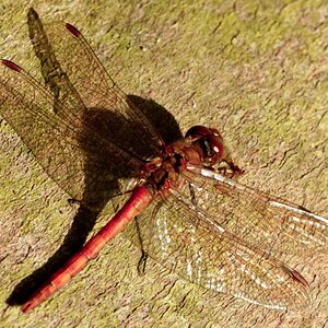 Libelle - lange gewartet und dann belohnt worden....