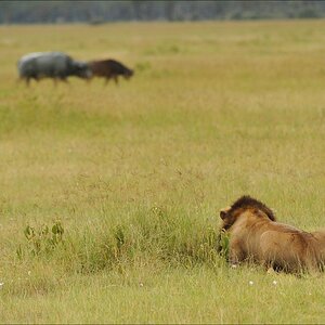 acomp Kenia 20111012 02953