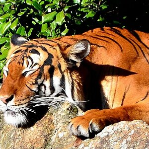 Tiger im Zoo
