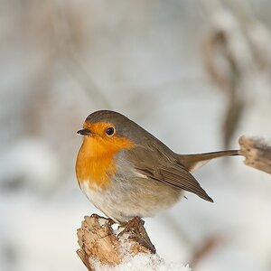 20101218 23065 [NIKON D2Xs] 400 mm,1 200 Sek. bei f   6,3