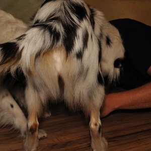 ...making of hundefotos
