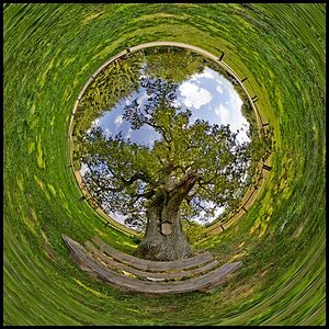 Kleine Welt - Alte Eiche